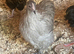 Bantam Orpingtons for sale