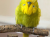 male Olive Green Spangle English budgie