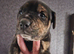 American bull x presa pups