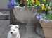 Lovely West Highland Terrier Puppy Girls