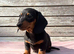 Miniature dachshund puppies 3 left.