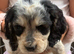 Show cocker spaniels