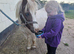 Shetland mare