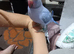 Hand reared blue ring neck