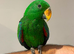 Tame Baby Handreared Male Eclectus Parrot
