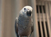 Parrots!