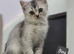British shorthair and longhair