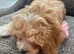 Last Tiny Cavapoochon Girl F1