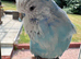 Rare Hand Reared Stunning Male Exhibition Budgie