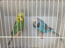 Proven Pair off exhibition Budgies