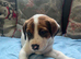 American bulldogs cross mastiff