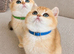 Tica registered ny12 British Shorthair Boys