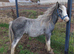Yearling colt