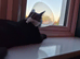 Beautiful Black young Cat to rehome