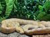 Foulsham Caramel Superdwarf Reticulated Python at Birmingham Reptiles