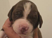 Mum is a spaniel cross staffy and Dad is a chocolate lab
