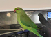 Stunning young Indian ringnick parrot