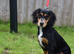 6 Months Old Male Working Cocker KC Reg.