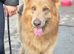 Isabella & Tan GSD stud dog