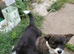 Two stunning puppies of Welsh Corgi Cardigan