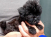 Ready now tiny Jackapooshih pups