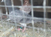 2026 birds to go