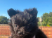 Pomeranian x griffon girl sale
