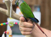 Green cheek conure