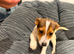 Boy Jack Russell puppy