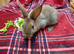 Mini rex girls
