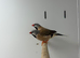 finches