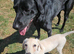 Labrador pup 10 months old