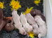 Stunning Miniature Dachunds