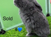 Pure French lops