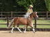 American miniature horse