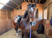 Pretty bay  15.1hh mare