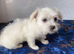 jack russel x