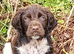 Castlegal spaniels