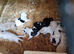 9 cockapoo cross beagle pups for sale
