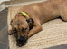 6month Staffie