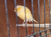 Yorkshire canary for new home