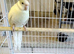 Male Cream Kakarikis