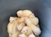 Ferret kits for sale