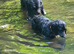 Pooches and Puddles