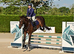 Super showjumper or dressage