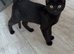 Kitten in sale