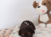 gorgeous PRA clear F 1=Doxiepoo puppies