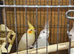 6 cockateils