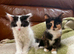 British Shorthair x Calico cross kittens