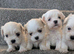 Stunning malshi puppy's